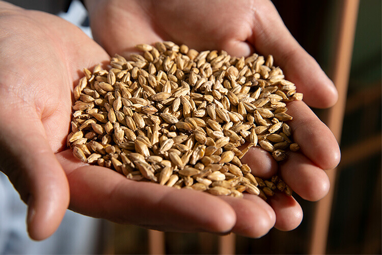 素材〈麦芽製作〉